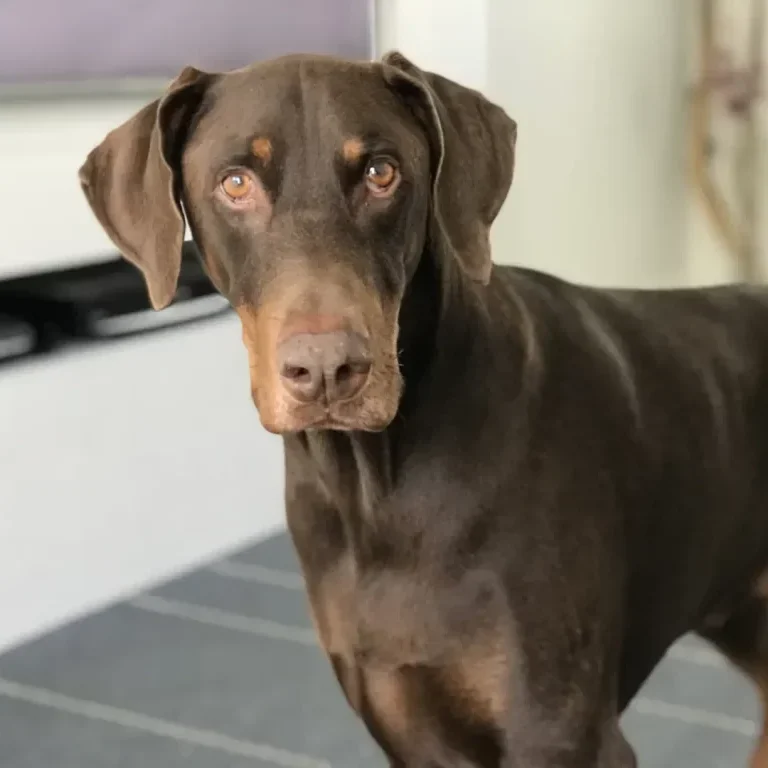 Jackson Dog Profile edited